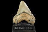 Fossil Megalodon Tooth - North Carolina #109725-1